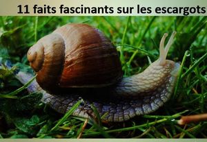 11_faits_fascinants_sur_les_escargots_mauricette3