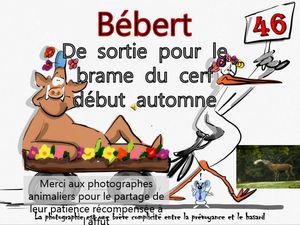 bebert_au_brame_du_cerf_en_automne__roland