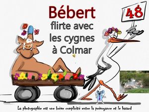 bebert_flirte_avec_les_cygnes_a_colmar__roland