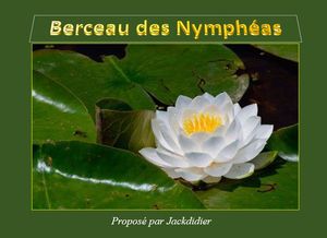 berceau_des_nympheas__jackdidier