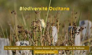 biodiversite_occitane__jackdidier