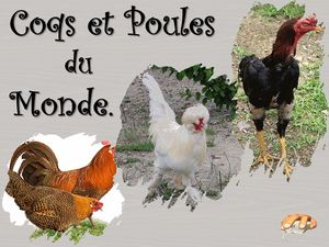 coqs_et_poules_du_monde__p_sangarde