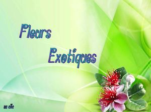 fleurs_exotiques_dede_51