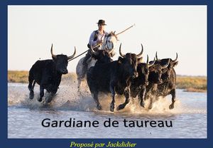 gardiane_de_taureau__jackdidier