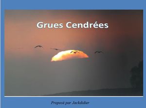 grues_cendrees__jackdidier