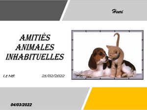 hr344_amities_animales_inhabituelles_riquet77570