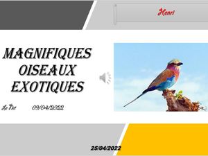 hr394_magnifiques_oiseaux_exotiques_riquet77570