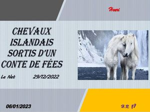 hr615_chevaux_islandais_sortis_d_un_conte_de_fees_riquet77570
