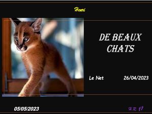 hr721_de_beaux_chats_riquet77570