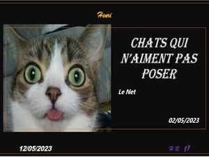 hr728_chats_qui_n_aiment_pas_poser_riquet77570