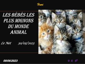 hr756_les_bebes_les_plus_mignons_du_monde_animal