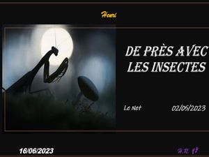 hr761_de_pres_avec_les_insectes