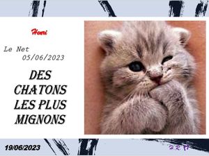 hr765_des_chatons_les_plus_mignons