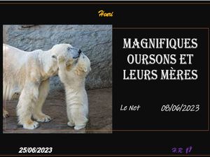hr771_magnifiques_oursons_et_leurs_meres
