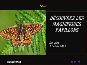 hr773_decouvrez_les_magnifiques_papillons
