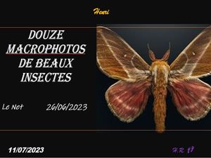 hr785_douze_macrophotos_de_beaux_insectes