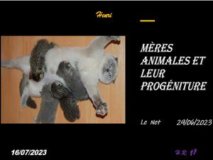 hr791_meres_animales_et_leur_progeniture