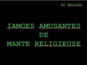 images_amusantes_de_mante_religieuse_nelocas
