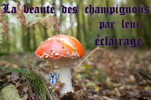 la_beaute_des_champignons_par_leur_eclairage_roland