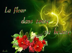 la_fleur_dans_toute_sa_beaute_dede_51