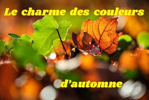 le_charme_des_couleurs_d_automne__roland