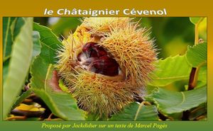 le_chataignier_cevenol__jackdidier