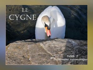 le_cygne__edith_p