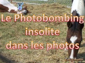 le_photobombing_insolite_dans_les_photos_roland