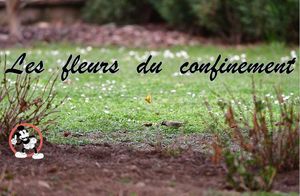 les_fleurs_du_confinement_roland