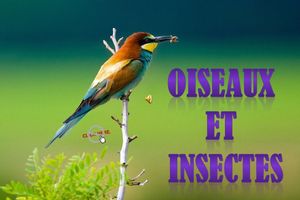 oiseaux_et_insectes_roland