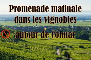 promenade_matinale_dans_les_vignobles_autour_de_colmar_roland