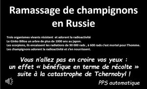 ramassage_de_champignons_en_russie_1_jc