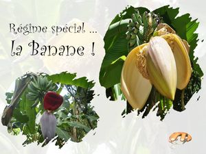 regime_special_la_banane_p_sangarde