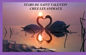 stars_de_la_saint_valentin_chez_les_animaux_jackdidier
