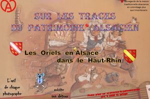 sur_les_traces_du_patrimoine_d_alsace_les_oriels_en_alsace_dans_le_hau_rhin_roland