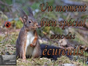 un_moment_bien_special_avec_des_ecureuils__roland