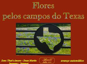 champs_de_fleurs__texas
