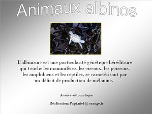 animaux_albinos_papiniel