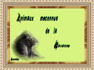 animaux_meconnus_de_la_savane