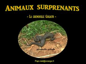 animaux_surprenants_la_grenouille_goliath_papiniel