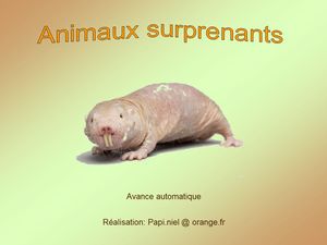 animaux_surprenants_papiniel
