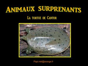 animaux_surprenants_tortue_de_cantor_papiniel