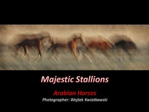 arabian_horses