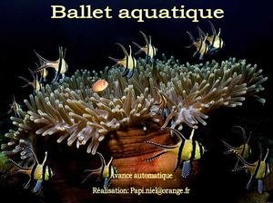 ballet_aquatique_papiniel