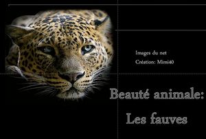 beaute_animale__les_fauves
