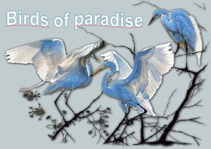 birds_of_paradise_mimi_40