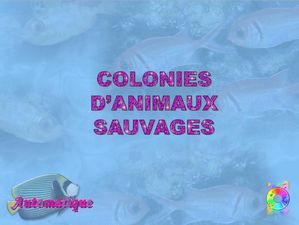colonies_d_animaux_sauvages_chantha