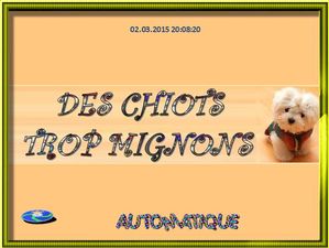 des_chiots_trop_mignons_chantha