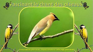 fascinant_le_chant_des_oiseaux_maumau