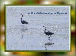 grands_herons_bleus_de_miguasha